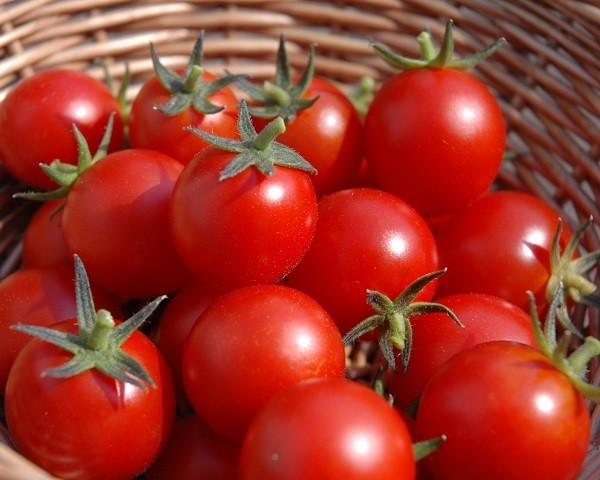 cultivar-tomates-600x480